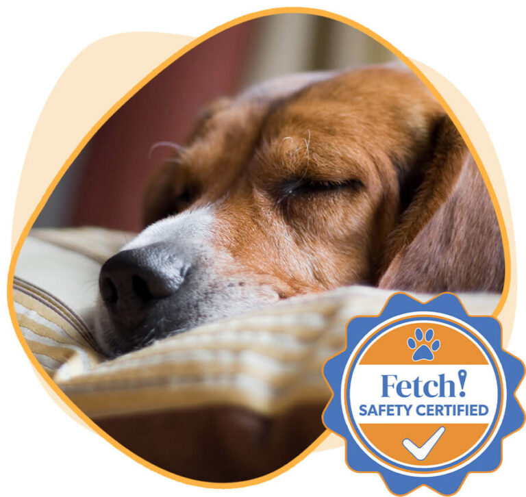 Overnight Pet Sitting | Fetch! Pet Care of Central Iowa